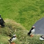 Eyjascooter Puffin Tour in Iceland - A Deep Dive into the Eyjascooter Puffin Tour