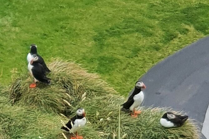 Eyjascooter Puffin Tour in Iceland - A Deep Dive into the Eyjascooter Puffin Tour