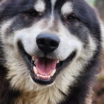 Fairbanks: Alaskan Summer Sled Dog Adventure - The ATV Ride Through Boreal Forests