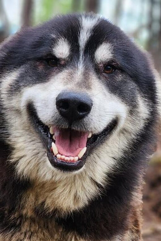 Fairbanks: Alaskan Summer Sled Dog Adventure - The ATV Ride Through Boreal Forests