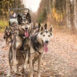 Fairbanks: Dog Mushing through Fall Landscapes on a UTV - Why This Experience Works