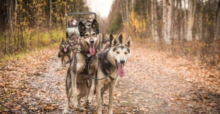Fairbanks: Dog Mushing through Fall Landscapes on a UTV - Why This Experience Works