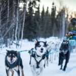 Fairbanks: Private Mush on the Historic Yukon Quest Trail - A Detailed Look at the Tour Experience