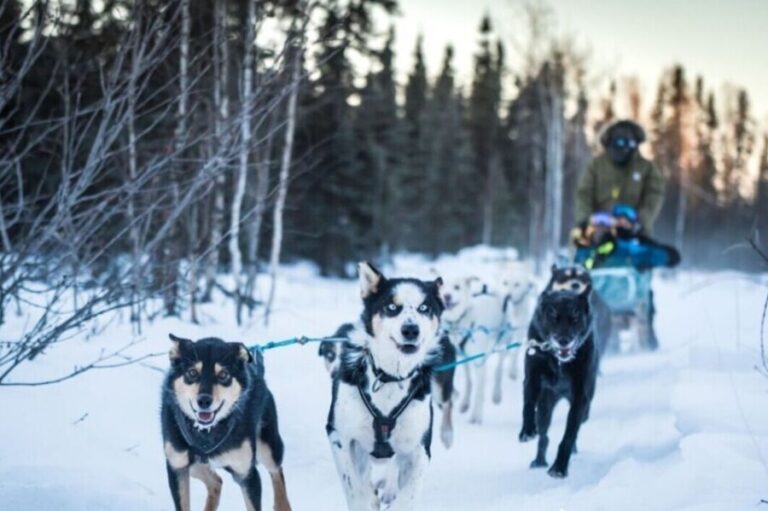 Fairbanks: Private Mush on the Historic Yukon Quest Trail - A Detailed Look at the Tour Experience