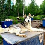 Fairbanks: Siberian Husky Kennel Tour - Who Should Consider This Tour?