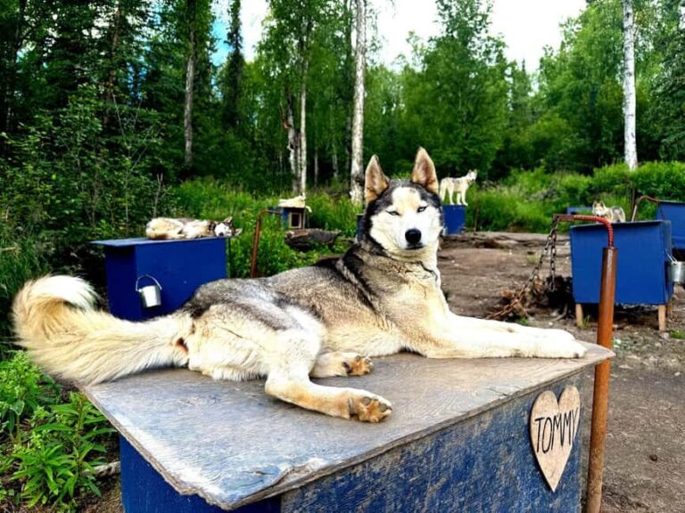 Fairbanks: Siberian Husky Kennel Tour - Who Should Consider This Tour?