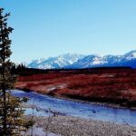 Fairbanks to Denali Shuttle Service - Authentic Experiences from Traveler Reviews