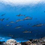 Fakarava 2-tank Certified Scuba Dive - Why Choose This Tour?