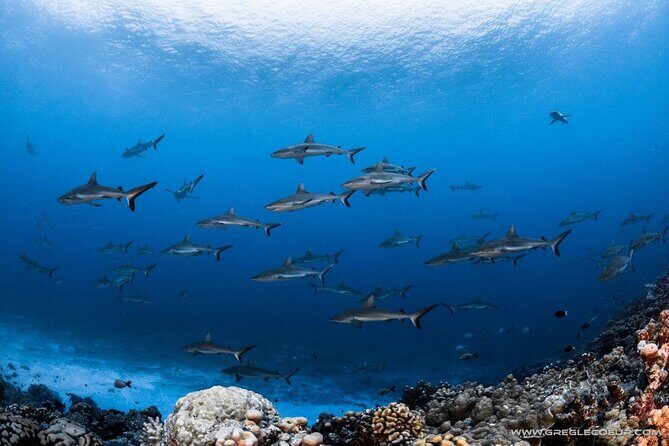 Fakarava 2-tank Certified Scuba Dive - Why Choose This Tour?