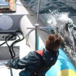 Falmouth: 2 Hour Wildlife Watching RIB Tour - Who Will Love This Tour?