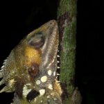 Family Night Walking Tour at Tropical Rainforest in Daintree - The Experience in Detail: What to Expect