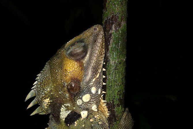 Family Night Walking Tour at Tropical Rainforest in Daintree - The Experience in Detail: What to Expect