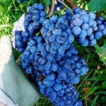 Family tasting - A little tasting - The Experience in Detail