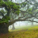 Fanal / Assobiadores - Levada Walk - A Detailed Look at the Fanal / Assobiadores - Levada Walk