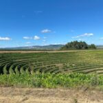 Fancy Douro from Porto - private walk + lunch + wines - An Authentic Journey into Douro’s Heart