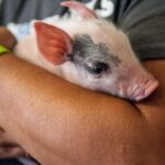Farm Tour: the Cinta Senese Tuscan pig - Arriving in Montepulciano and the Meeting Point
