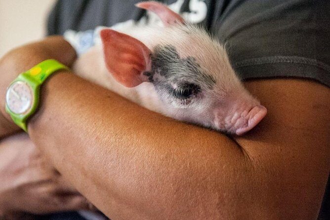 Farm Tour: the Cinta Senese Tuscan pig - Arriving in Montepulciano and the Meeting Point