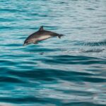 Faro: Dolphin and Marine Life Watching Boat Tour - Final Thoughts: Why This Tour Is a Great Choice