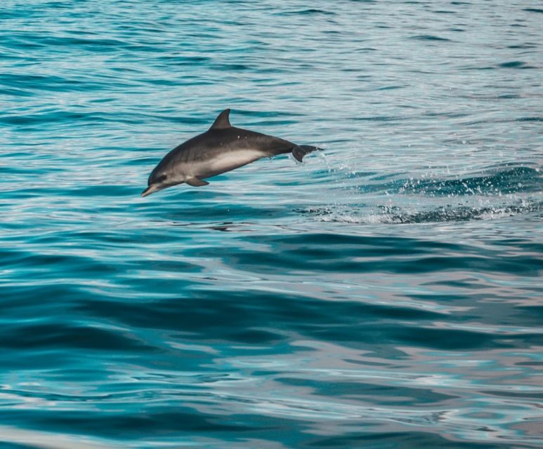 Faro: Dolphin and Marine Life Watching Boat Tour - Final Thoughts: Why This Tour Is a Great Choice