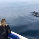 Faro: Dolphin and Wildlife Watching in the Atlantic Ocean - Why This Tour Offers Real Value