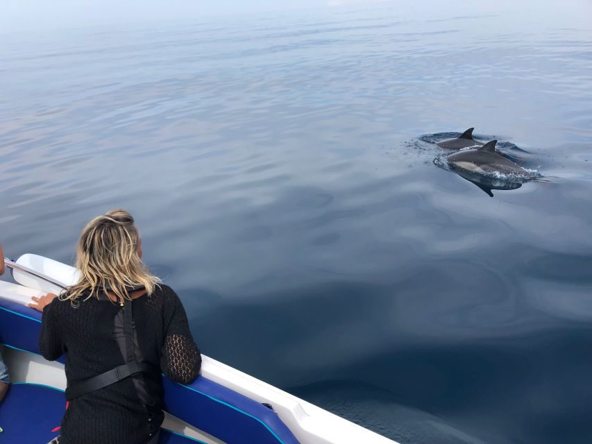 Faro: Dolphin and Wildlife Watching in the Atlantic Ocean - Why This Tour Offers Real Value