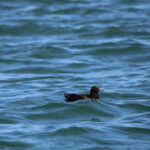 Faro: Funtastic Dolphin Watching Boat Tour - The Experience in Detail