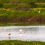 Faro: Pudim Real Boat Tours 6h guided boat tour Ria Formosa - The Experience in Detail