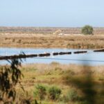 Faro: Ria Formosa Natural Park Segway Tour & Birdwatching - The Sum Up