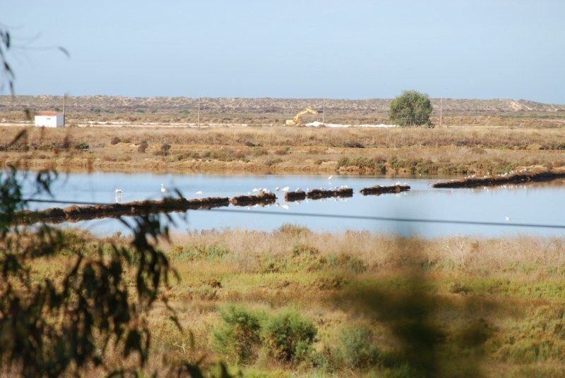 Faro: Ria Formosa Natural Park Segway Tour & Birdwatching - The Sum Up
