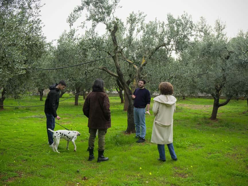 Fasano: Olive Oil Tour With Tasting and Food Pairing - Exploring the Heart of Apulia’s Olive Oil Culture