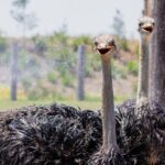 Featherdale Wildlife Park with Exclusive Private Transfers - Detailed Breakdown of the Itinerary