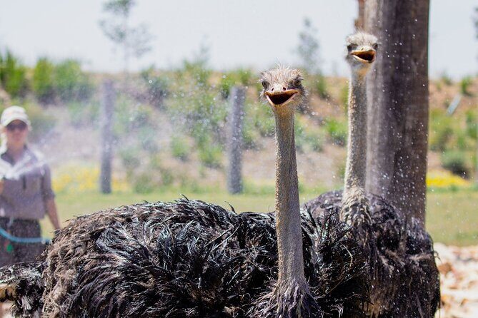 Featherdale Wildlife Park with Exclusive Private Transfers - Detailed Breakdown of the Itinerary