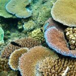 Fijis Best Dolphins tour and Snorkeling Adventure - Practical Tips and Considerations