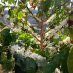 Finca Los Castaños: Agaete Valley Coffee Tour & Tasting - In-Depth Look at the Finca Los Castaños Coffee Tour