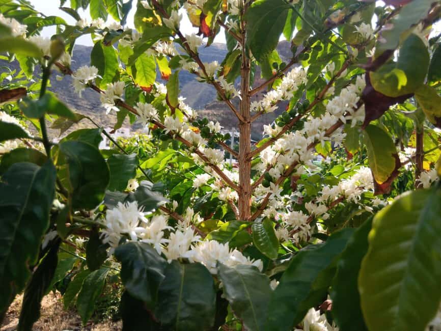 Finca Los Castaños: Agaete Valley Coffee Tour & Tasting - In-Depth Look at the Finca Los Castaños Coffee Tour