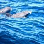 Fingal Head: Cook Island Sea Turtle Snorkel & Boat Transfers - Analyzing the Value