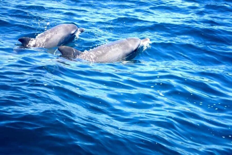 Fingal Head: Cook Island Sea Turtle Snorkel & Boat Transfers - Analyzing the Value