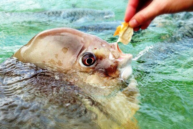 Fish Feeding Activity in Darwin - Who Should Consider This Tour?