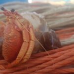 Fishing excursion in the Gulf of Noto for beginners - FAQ