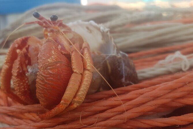 Fishing excursion in the Gulf of Noto for beginners - FAQ