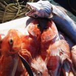 Fishing Experience Around Capri from Sorrento with Lunch Onboard - Frequently Asked Questions