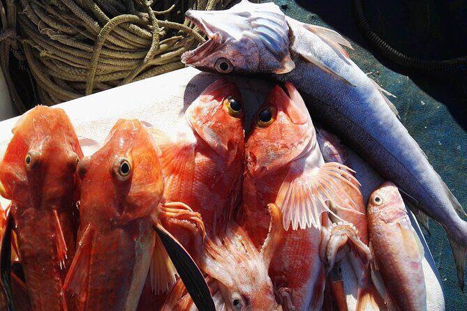 Fishing Experience Around Capri from Sorrento with Lunch Onboard - Frequently Asked Questions