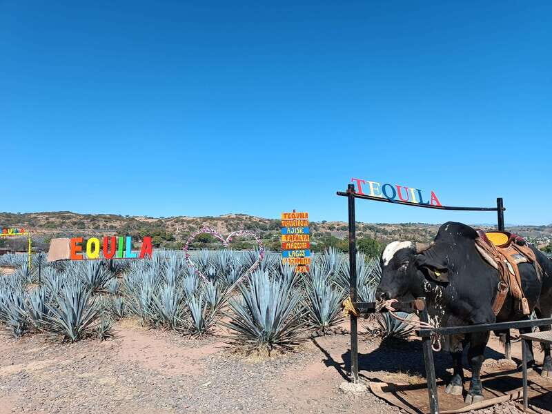 Five-star factory: Meet Orendain tequila.