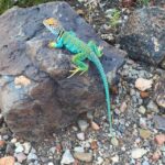 Flagstaff: Grand Canyon, Wupatki & Volcano Christian Tour - The Sum Up