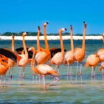 flamingo tour in Rio Lagartos, Yucatan 3 hours - Why this tour works for different travelers