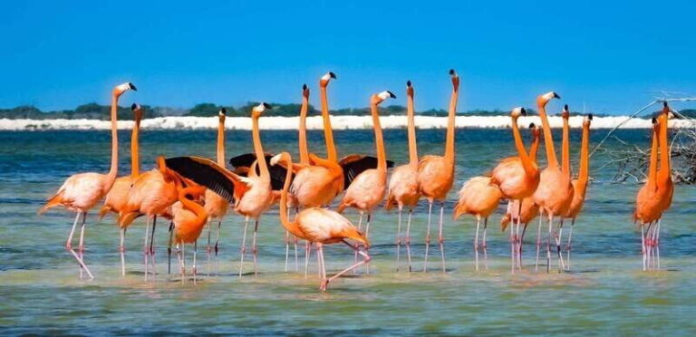 flamingo tour in Rio Lagartos, Yucatan 3 hours - Why this tour works for different travelers