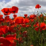 Flanders Fields Remembrance Tour from Bruges - Frequently Asked Questions