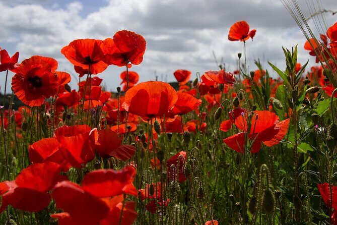 Flanders Fields Remembrance Tour from Bruges - Frequently Asked Questions