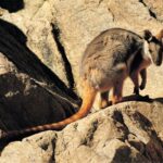 Flinders Ranges & Outback: 5-Day 4WD Tour from Adelaide - Why This Tour Offers Good Value