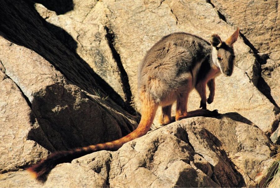 Flinders Ranges & Outback: 5-Day 4WD Tour from Adelaide - Why This Tour Offers Good Value
